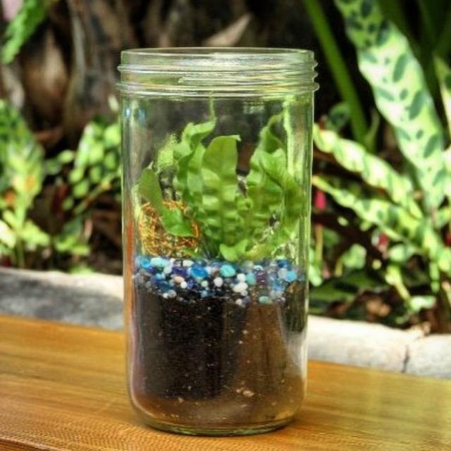 Tropical Mason Jar Terrarium Seattle Area Family Fun Calendar ParentMap